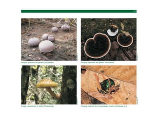 Hongo parasitando un árbol (Pholiota sp.)
ACOSTA,
L.
Hongos globosos del género Lycoperdon
MAILLARD,
O.
Hongos saliendo de un escarabajo muerto (Cordiceps sp.)
NEWMAN,
D.
Hongos saprobios del género Ganoderma
NEWMAN,
D.
 