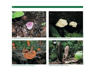 Hongos Basidiomycetes del orden Polyporales
NEWMAN,
D.
Hongos Basidiomycetes del género Laccaria
NEWMAN,
D.
Hongos Ascomycetes del género Xylaria
NEWMAN,
D.
Hongos Basidiomycetes del género Pleurotus
NEWMAN,
D.
 