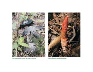 Hongos Basidiomycetes del género Coprinus Hongo Basidiomycota (Mutinus sp.)
MAILLARD,
O.
MAILLARD,
O.
 