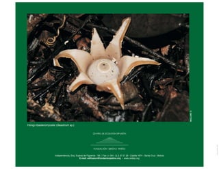 MAILLARD,
O.
Hongo Gasteromycete (Geastrum sp.)
Independencia, Esq. Suárez de Figueroa - Tef. / Fax: (+ 591- 3) 3 37 57 26 - Casilla 1674 - Santa Cruz - Bolivia
E-mail: edifusion@fundacionpatino.org - www.cedsip.org
View
publication
stats
View
publication
stats
 