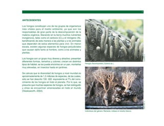 ANTECEDENTES
Los hongos constituyen uno de los grupos de organismos
más vitales para el medio ambiente, ya que son los
responsables de gran parte de la descomposición de la
materia orgánica, liberando en la tierra muchos nutrientes
inorgánicos, tales como el carbono (C) y el nitrógeno (N),
beneficiando de esta manera a las plantas y a los animales
que dependen de estos elementos para vivir. En menor
escala, existen algunas especies de hongos perjudiciales
que causan daño tanto al hombre, como a los animales y
plantas.
Los hongos son un grupo muy diverso y atractivo, presentan
diferentes formas, tamaños y colores; crecen en distintos
tipos de hábitat, se los puede encontrar en un pan, montañas
muy elevadas, en insectos hasta en jardines.
Se calcula que la diversidad de hongos a nivel mundial es
aproximadamente de 1,5 millones de especies, de las cuales,
sólo se han descrito 100 000 equivalente al 7% del cono-
cimiento de los hongos en todo el planeta. Por lo que, se
presume que muchas especies de hongos, se han extinguido
y otras se encuentran amenazadas en todo el mundo
(Hawksworth, 2004).
Hongos Ascomycetes (Xylaria sp.).
LÜCKING,
R.
Individuos del género Ramaria, nótese el micelio blanco.
MAILLARD,
O.
 