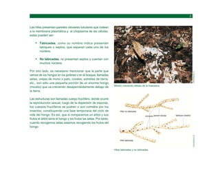 Las hifas presentan paredes celulares tubulares que rodean
a la membrana plasmática y al citoplasma de las células,
estas pueden ser:
Tabicadas, como su nombre indica presentan
tabiques o septos, que separan cada uno de los
núcleos.
No tabicadas, no presentan septos y cuentan con
muchos núcleos.
Por otro lado, es necesario mencionar que la parte que
vemos de los hongos en los jardines o en el bosque, llamadas
setas, orejas de mono o palo, corales, estrellas de tierra,
etc., son sólo una pequeña porción de un enorme hongo
(micelio) que va creciendo desapercibidamente debajo de
la tierra.
Las estructuras son llamadas cuerpo fructífero, donde ocurre
la reproducción sexual, luego de la dispersión de esporas,
los cuerpos fructíferos se pudren o son comidos por los
insectos, constituyendo una fase temporaria del ciclo de
vida del hongo. Es así, que si comparamos un árbol y sus
frutos el árbol sería el hongo y los frutos las setas. Por tanto,
cuando recogemos setas estamos recogiendo los frutos del
hongo.
Micelio creciendo debajo de la hojarasca.
ROCABADO,
D.
Hifas tabicadas y no tabicadas.
CALZADILLA,
E.
Hifa no tabicada
Hifa tabicada
núcleos pared celular tabique (septo)
 