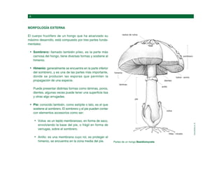 MORFOLOGÍA EXTERNA
El cuerpo fructífero de un hongo que ha alcanzado su
máximo desarrollo, está compuesto por tres partes funda-
mentales:
Sombrero: llamado también píleo, es la parte más
carnosa del hongo, tiene diversas formas y sostiene al
himenio.
Himenio: generalmente se encuentra en la parte inferior
del sombrero, y es una de las partes más importante,
donde se producen las esporas que permiten la
propagación de una especie.
Puede presentar distintas formas como láminas, poros,
dientes, algunas veces puede tener una superficie lisa
y otras algo arrugadas.
Pie: conocido también, como estípite o talo, es el que
sostiene al sombrero. El sombrero y el pie pueden contar
con elementos accesorios como ser:
Volva: es un tejido membranoso, en forma de saco,
envolviendo la base del pie, o frágil en forma de
verrugas, sobre el sombrero.
Anillo: es una membrana cuyo rol, es proteger el
himenio, se encuentra en la zona media del pie. Partes de un hongo Basidiomycete.
CALZADILLA,
E.
restos de volva
sombrero
láminas
himenio
anillo
dientes
tubos - poros
volva
pie
hifas - micelio
 