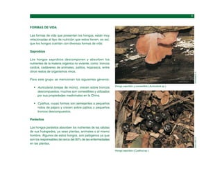 FORMAS DE VIDA
Las formas de vida que presentan los hongos, están muy
relacionadas al tipo de nutrición que estos tienen, es así,
que los hongos cuentan con diversas formas de vida:
Saprobios
Los hongos saprobios descomponen y absorben los
nutrientes de la materia orgánica no viviente, como: troncos
caídos, cadáveres de animales, palitos, hojarasca, entre
otros restos de organismos vivos.
Para este grupo se mencionan los siguientes géneros:
Auricularia (orejas de mono), crecen sobre troncos
descompuestos, muchos son comestibles y utilizados
por sus propiedades medicinales en la China.
Cyathus, cuyas formas son semejantes a pequeños
nidos de pájaro y crecen sobre palitos o pequeños
troncos descompuestos.
Parásitos
Los hongos parásitos absorben los nutrientes de las células
de sus huéspedes, ya sean plantas, animales o al mismo
hombre. Algunos de estos hongos, son patógenos ya que
son los responsables de cerca del 80% de las enfermedades
en las plantas.
Hongo saprobio y comestible (Auricularia sp.).
ROCABADO,
D.
Hongo saprobio (Cyathus sp.).
MAILLARD,
O.
 