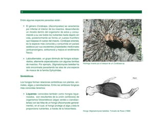 Entre algunas especies parasitas están :
El género Cordiceps, (Ascomycetes) se caracteriza
por infectar el interior de los insectos, desarrollando
un micelio dentro del organismo de estos y consu-
miendo a su vez todos los nutrientes hasta dejarlo sin
vida, posteriormente se forma un cuerpo fructífero
que traspasa el cuerpo del insecto. Cordiceps sinensis,
es la especie más conocida y consumida en países
asiáticos por sus excelentes propiedades medicinales
(anticancerígeno, antitumoral y mejora el rendimiento
físico).
Laboulbeniales, un grupo diminuto de hongos ectopa-
rásitos, altamente especializados con algunas familias
de insectos. Por ejemplo, Stigmatomyces betellae ha
sido encontrada parasitando las alas de una especie
de mosca de la familia Ephydridae.
Simbióticos
Los hongos forman relaciones simbióticas con plantas, ani-
males, algas y cianobacterias. Entre las simbiosis fúngicas
más conocidas tenemos:
Líquenes: conocidos también como hongos lique-
nizados, son resultantes de la unión (simbiosis) de
organismos fotosintéticos (algas verdes o cianobac-
terias) con las hifas de un hongo (Ascomycete general-
mente), en el cual, el hongo protege al alga y ésta le
proporciona nutrientes, a través de la fotosíntesis.
Hormiga muerta por el ataque de un Cordiceps sp.
LÜCKING,
R.
Hongo Stigmatomyces betellae. Tomado de Rossi (1998)
30µm
 