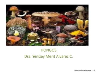 HONGOS
Dra. Yenizey Merit Alvarez C.
Microbiología General 11-P
 