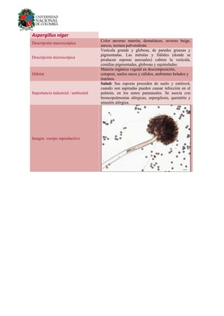 Aspergillus niger
Descripción macroscópica
Color anverso marrón, dematiáceo, reverso beige,
surcos, textura pulverulenta
Descripción microscópica
Vesícula grande y globosa, de paredes gruesas y
pigmentadas. Las métulas y fiálides (donde se
producen esporas asexuales) cubren la vesícula,
conidias pigmentadas, globosas y equinuladas.
Hábitat
Materia orgánica vegetal en descomposición,
compost, suelos secos y cálidos, ambientes helados y
marinos.
Importancia industrial / ambiental
Salud: Sus esporas proceden de suelo y estiércol,
cuando son aspiradas pueden causar infección en el
pulmón, en los senos paranasales. Se asocia con
broncopulmonias alérgicas, aspergilosis, queratitis y
sinusitis alérgica.
Imagen cuerpo reproductivo
 