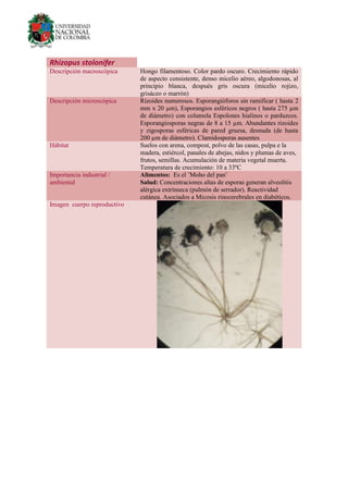 Rhizopus stolonifer
Descripción macroscópica Hongo filamentoso. Color pardo oscuro. Crecimiento rápido
de aspecto consistente, denso micelio aéreo, algodonosas, al
principio blanca, después gris oscura (micelio rojizo,
grisáceo o marrón)
Descripción microscópica Rizoides numerosos. Esporangióforos sin ramificar ( hasta 2
mm x 20 µm), Esporangios esféricos negros ( hasta 275 µm
de diámetro) con columela Espolones hialinos o parduzcos.
Esporangiosporas negras de 8 a 15 µm. Abundantes rizoides
y zigosporas esféricas de pared gruesa, desnuda (de hasta
200 µm de diámetro). Clamidosporas ausentes
Hábitat Suelos con arena, compost, polvo de las casas, pulpa e la
madera, estiércol, panales de abejas, nidos y plumas de aves,
frutos, semillas. Acumulación de materia vegetal muerta.
Temperatura de crecimiento: 10 a 33ºC
Importancia industrial /
ambiental
Alimentos: Es el ¨Moho del pan¨
Salud: Concentraciones altas de esporas generan alveolitis
alérgica extrínseca (pulmón de serrador). Reactividad
cutánea. Asociados a Micosis rinocerebrales en diabéticos.
Imagen cuerpo reproductivo
 