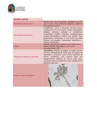 Botritis cinérea
Descripción macroscópica
Micelio aéreo bien desarrollado, algodonoso de color
gris. A veces forma esclerocios pequeños, esféricos,
coloreados gris oscuro
Descripción microscópica
Conidióforos rectos o flexuosos, lisos,gris oscuro,
conidias de 9-12 x 6-10 micras. Células conidiógenas
infladas, clavadas, esféricas o subesféricas,
denticuladas; conidias solitarias, acropleurógenas,
simples decoloradas o marrón muy pálidas, lisas,
generalmente unicelulares. A vees ocurre un estado
fialídico con pequeñas fialoconidias subesféricas o
esféricas decoloradas
Hábitat
Materia vegetal muerta, plantas vivas. Climas frío y
medio, húmedo, temperatura de 18° a 23°C.
Humedad relativa 93%
Importancia industrial / ambiental
Agricultura: Parásita de plantas en tejidos jóvenes
(viveros). Enfermedad de ¨Moho gris¨ en cultivos de
importancia económica como clavel (industria de
flores), crisantemo, rosa, estatice, fresa, uva
(negativamente industria de vinos), entre otros.
Afectando tanto la producción como calidad de los
productos agrícolas
Imagen cuerpo reproductivo
 