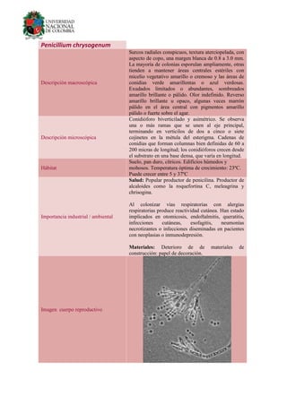 Penicillium chrysogenum
Descripción macroscópica
Surcos radiales conspicuos, textura aterciopelada, con
aspecto de copo, una margen blanca de 0.8 a 3.0 mm.
La mayoría de colonias esporulan ampliamente, otras
tienden a mantener áreas centrales estériles con
micelio vegetativo amarillo o cremoso y las áreas de
conidias verde amarillentas o azul verdosas.
Exudados limitados o abundantes, sombreados
amarillo brillante o pálido. Olor indefinido. Reverso
amarillo brillante u opaco, algunas veces marrón
pálido en el área central con pigmentos amarillo
pálido o fuerte sobre el agar.
Descripción microscópica
Conidióforo biverticilado y asimétrico. Se observa
una o más ramas que se unen al eje principal,
terminando en verticilos de dos a cinco o siete
cojinetes en la métula del esterigma. Cadenas de
conidias que forman columnas bien definidas de 60 a
200 micras de longitud; los conidióforos crecen desde
el substrato en una base densa, que varía en longitud.
Hábitat
Suelo, pan duro, cítricos. Edificios húmedos y
mohosos. Temperatura óptima de crecimiento: 23ºC.
Puede crecer entre 5 y 37ºC
Importancia industrial / ambiental
Salud: Popular productor de penicilina. Productor de
alcaloides como la roquefortina C, meleagrina y
chrisogina.
Al colonizar vías respiratorias con alergias
respiratorias produce reactividad cutánea. Han estado
implicados en otomicosis, endoftalmitis, queratitis,
infecciones cutáneas, esofagitis, neumonías
necrotizantes o infecciones diseminadas en pacientes
con neoplasias o inmunodepresión.
Materiales: Deterioro de de materiales de
construcción: papel de decoración.
Imagen cuerpo reproductivo
 
