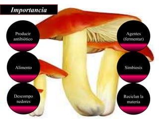 Importancia
Producir
antibiótico
Alimento
Descompo
nedores
Agentes
(fermentar)
Simbiosis
Reciclan la
materia
 