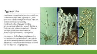 Zygomycota
La división mayoritariamente conocida en
orden cronológico es Zygomycota, que
presenta un carácter primitivo de hifas sin
separaciones (aceptadas) y
multinucleadas. El grupo tiende a
presentar reproducción sexual, donde se
fusionan dos hifas compatibles y forman
un cigoto, que se convierte en el
esporangio que liberará las esporas.
Las esporas de los Zygomycota pueden
presentar sustancias poliméricas, que le
permiten a la espora resistir condiciones
adversas y recuperar la viabilidad cuando
las condiciones son propicias.
 