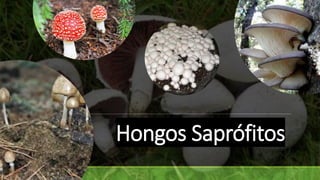 Hongos Saprófitos
 