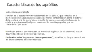 Características de los saprófitos
•Alimentación osmótrofa
Se valen de la absorción osmótica (ósmosis de las células) que se realiza en el
momento que el agua pasa de una zona de menor concentración, como el exterior
de la célula, a una de mayor concentración de solutos, como el citoplasma de la
célula, y arrastra con ella algunas moléculas de tamaño pequeño, que son
“absorbidas” por estos.
•Producen enzimas que hidrolizan las moléculas orgánicas de los desechos, lo cual
les ayuda a liberar biomoléculas solubles.
•Se les denomina “organismos descomponedores”, por el hecho de que su nutrición
es exclusivamente a base de residuos.
 