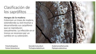 Clasificación de
los saprófitos
Hongos de la madera:
Colonizan un trozo de madera,
extendiendo su red miceliar y
desarrollando sus carpóforos
que se reproducen
sexualmente. La infección en el
tronco se reconoce por un
cambio en su coloración.
Fistulinahepatica
Fomes fomentarius
Ganodermalucidum
Trichaptumabietinum
Oudemansiellamucida
Piptoporusbetulinus
 