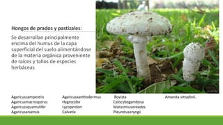 Hongos de prados y pastizales:
Se desarrollan principalmente
encima del humus de la capa
superficial del suelo alimentándose
de la materia orgánica proveniente
de raíces y tallos de especies
herbáceas.
Agaricuscampestris
Agaricusmacrosporus
Agaricussquamulifer
Agaricusarvensis
Agaricusxanthodermus
Hygrocybe
Lycoperdon
Calvatia
Bovista
Calocybegambosa
Marasmiusoreades
Pleurotuseryngii
Amanita vittadinii.
 