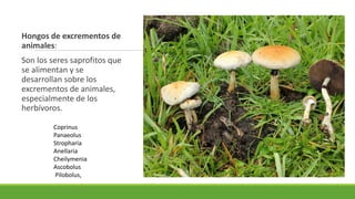 Hongos de excrementos de
animales:
Son los seres saprofitos que
se alimentan y se
desarrollan sobre los
excrementos de animales,
especialmente de los
herbívoros.
Coprinus
Panaeolus
Stropharia
Anellaria
Cheilymenia
Ascobolus
Pilobolus,
 