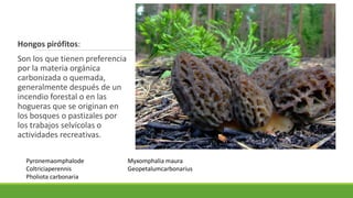 Hongos pirófitos:
Son los que tienen preferencia
por la materia orgánica
carbonizada o quemada,
generalmente después de un
incendio forestal o en las
hogueras que se originan en
los bosques o pastizales por
los trabajos selvícolas o
actividades recreativas.
Pyronemaomphalode
Coltriciaperennis
Pholiota carbonaria
Myxomphalia maura
Geopetalumcarbonarius
 