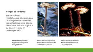 Hongos de turberas:
Son de hábitats
montañosos o glaciares, con
un alto grado de humedad,
lo que facilita que se origine
abundante materia orgánica
de origen vegetal en
descomposición.
Mycena sanguinolenta
Hypholomaelongatum
Inocybe lacera
Hygrocybeconico-palustris
Hygrocybecoccineocrenata
Cantharelluslutescens
Cantharellustubaeformis
Marasmiusandrosaceus
Ricknellafibula,
 