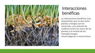 Interacciones
benéficas
La interacciones benéficas mas
importantes que se dan entre
plantas y hongos son las
micorrizas. una relación de
simbiosis entre las raíces de las
plantas y el micelio de los
llamados hongos
micorrizógenos o micorrísticos.
 