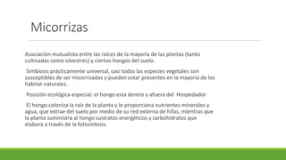 Micorrizas
Asociación mutualista entre las raíces de la mayoría de las plantas (tanto
cultivadas como silvestres) y ciertos hongos del suelo.
Simbiosis prácticamente universal, casi todas las especies vegetales son
susceptibles de ser micorrizadas y pueden estar presentes en la mayoría de los
hábitat naturales.
Posición ecológica especial: el hongo esta dentro y afuera del Hospedador
El hongo coloniza la raíz de la planta y le proporciona nutrientes minerales y
agua, que extrae del suelo por medio de su red externa de hifas, mientras que
la planta suministra al hongo sustratos energéticos y carbohidratos que
elabora a través de la fotosíntesis.
 