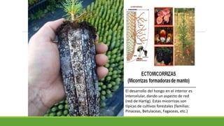 El desarrollo del hongo en el interior es
intercelular, dando un aspecto de red
(red de Hartig). Estas micorrizas son
típicas de cultivos forestales (familias:
Pinaceas, Betulaceas, Fagaceas, etc.)
 