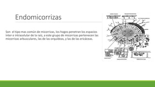 Endomicorrizas
Son el tipo mas común de micorrizas, los hogos penetran los espacios
inter e intracelular de la raíz, a este grupo de micorrizas pertenecen las
micorrizas arbusculares, las de las orquídeas, y las de las ericáceas.
 
