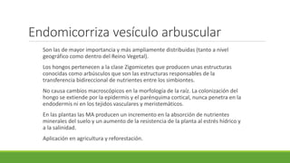 Endomicorriza vesículo arbuscular
Son las de mayor importancia y más ampliamente distribuidas (tanto a nivel
geográfico como dentro del Reino Vegetal).
Los hongos pertenecen a la clase Zigomicetes que producen unas estructuras
conocidas como arbúsculos que son las estructuras responsables de la
transferencia bidireccional de nutrientes entre los simbiontes.
No causa cambios macroscópicos en la morfología de la raíz. La colonización del
hongo se extiende por la epidermis y el parénquima cortical, nunca penetra en la
endodermis ni en los tejidos vasculares y meristemáticos.
En las plantas las MA producen un incremento en la absorción de nutrientes
minerales del suelo y un aumento de la resistencia de la planta al estrés hídrico y
a la salinidad.
Aplicación en agricultura y reforestación.
 