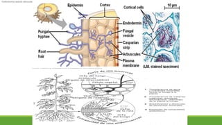 Endomicorriza vesículo arbuscular
 