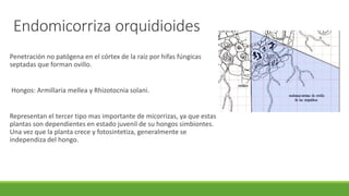 Endomicorriza orquidioides
Penetración no patógena en el córtex de la raíz por hifas fúngicas
septadas que forman ovillo.
Hongos: Armillaria mellea y Rhizotocnia solani.
Representan el tercer tipo mas importante de micorrizas, ya que estas
plantas son dependientes en estado juvenil de su hongos simbiontes.
Una vez que la planta crece y fotosintetiza, generalmente se
independiza del hongo.
 