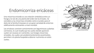 Endomicorriza ericáceas
Una micorriza ericoide es una relación simbiótica entre un
hongo y la raíz de una planta del orden de los Ericales. Se
considera a las micorrizas ericoides como cruciales para el
éxito de la familia Ericaceae en una gran variedad de entornos
edáficamente estresantes a nivel mundial.​
Las ericáceas conviven comúnmente con leguminosas y plantas
carnívoras,​ lo cual resalta que los suelos donde aparecen
suelen ser escasos en nutrientes. Los hongos micorrizos
ericoides, los cuales son predominantemente ascomicetos,
permiten a la planta hospedera obtener nutrientes en estos
suelos.
 