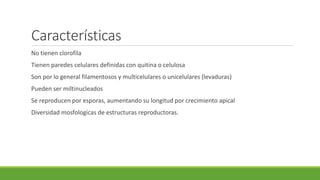 Características
No tienen clorofila
Tienen paredes celulares definidas con quitina o celulosa
Son por lo general filamentosos y multicelulares o unicelulares (levaduras)
Pueden ser miltinucleados
Se reproducen por esporas, aumentando su longitud por crecimiento apical
Diversidad mosfologicas de estructuras reproductoras.
 
