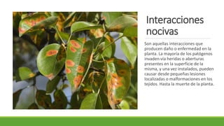 Interacciones
nocivas
Son aquellas interacciones que
producen daño o enfermedad en la
planta. La mayoría de los patógenos
invaden vía heridas o aberturas
presentes en la superficie de la
misma, y una vez instalados, pueden
causar desde pequeñas lesiones
localizadas o malformaciones en los
tejidos. Hasta la muerte de la planta.
 