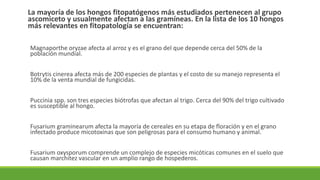 La mayoría de los hongos fitopatógenos más estudiados pertenecen al grupo
ascomiceto y usualmente afectan a las gramíneas. En la lista de los 10 hongos
más relevantes en fitopatología se encuentran:
Magnaporthe oryzae afecta al arroz y es el grano del que depende cerca del 50% de la
población mundial.
Botrytis cinerea afecta más de 200 especies de plantas y el costo de su manejo representa el
10% de la venta mundial de fungicidas.
Puccinia spp. son tres especies biótrofas que afectan al trigo. Cerca del 90% del trigo cultivado
es susceptible al hongo.
Fusarium graminearum afecta la mayoría de cereales en su etapa de floración y en el grano
infectado produce micotoxinas que son peligrosas para el consumo humano y animal.
Fusarium oxysporum comprende un complejo de especies micóticas comunes en el suelo que
causan marchitez vascular en un amplio rango de hospederos.
 