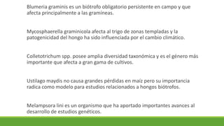 Blumeria graminis es un biótrofo obligatorio persistente en campo y que
afecta principalmente a las gramíneas.
Mycosphaerella graminicola afecta al trigo de zonas templadas y la
patogenicidad del hongo ha sido influenciada por el cambio climático.
Colletotrichum spp. posee amplia diversidad taxonómica y es el género más
importante que afecta a gran gama de cultivos.
Ustilago maydis no causa grandes pérdidas en maíz pero su importancia
radica como modelo para estudios relacionados a hongos biótrofos.
Melampsora lini es un organismo que ha aportado importantes avances al
desarrollo de estudios genéticos.
 