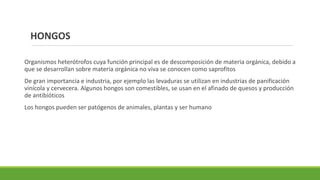 HONGOS
Organismos heterótrofos cuya función principal es de descomposición de materia orgánica, debido a
que se desarrollan sobre materia orgánica no viva se conocen como saprofitos
De gran importancia e industria, por ejemplo las levaduras se utilizan en industrias de panificación
vinícola y cervecera. Algunos hongos son comestibles, se usan en el afinado de quesos y producción
de antibióticos
Los hongos pueden ser patógenos de animales, plantas y ser humano
 