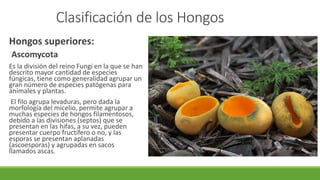 Hongos superiores:
Ascomycota
Es la división del reino Fungi en la que se han
descrito mayor cantidad de especies
fúngicas, tiene como generalidad agrupar un
gran número de especies patógenas para
animales y plantas.
El filo agrupa levaduras, pero dada la
morfología del micelio, permite agrupar a
muchas especies de hongos filamentosos,
debido a las divisiones (septos) que se
presentan en las hifas, a su vez, pueden
presentar cuerpo fructífero o no, y las
esporas se presentan aplanadas
(ascoesporas) y agrupadas en sacos
llamados ascas.
Clasificación de los Hongos
 