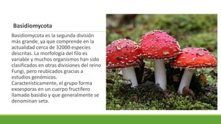 Basidiomycota
Basidiomycota es la segunda división
más grande, ya que comprende en la
actualidad cerca de 32000 especies
descritas. La morfología del filo es
variable y muchos organismos han sido
clasificados en otras divisiones del reino
Fungi, pero reubicados gracias a
estudios genómicos.
Característicamente, el grupo forma
exoesporas en un cuerpo fructífero
llamado basidio y que generalmente se
denominan seta.
 