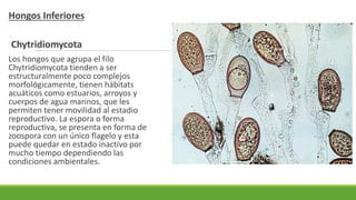 Hongos Inferiores
Chytridiomycota
Los hongos que agrupa el filo
Chytridiomycota tienden a ser
estructuralmente poco complejos
morfológicamente, tienen hábitats
acuáticos como estuarios, arroyos y
cuerpos de agua marinos, que les
permiten tener movilidad al estadio
reproductivo. La espora o forma
reproductiva, se presenta en forma de
zoospora con un único flagelo y esta
puede quedar en estado inactivo por
mucho tiempo dependiendo las
condiciones ambientales.
 