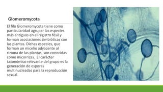 Glomeromycota
El filo Glomeromycota tiene como
particularidad agrupar las especies
más antiguas en el registro fósil y
forman asociaciones simbióticas con
las plantas. Dichas especies, que
forman un micelio adyacente al
rizoma de las plantas, son conocidas
como micorrizas. El carácter
taxonómico relevante del grupo es la
generación de esporas
multinucleadas para la reproducción
sexual.
 
