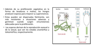 • Además de su proliferación vegetativa en la
forma de levaduras o mohos, los hongos
producen esporas para mejorar su supervivencia.
• Éstas pueden ser dispersadas fácilmente, son
más resistentes a situaciones adversas y
germinan cuando surgen circunstancias
adecuadas para la proliferación.
• Las esporas derivan de la reproducción asexual o
de la sexual, que son los estados anamórfico y
teleomórfico, respectivamente.
 