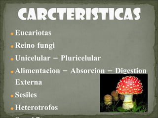 Eucariotas Reino fungi Unicelular – Pluricelular Alimentacion – Absorcion – Digestion Externa Sesiles Heterotrofos Sapròfitos