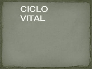 CICLO VITAL