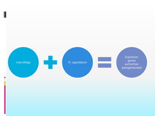 BlastomycesdermatitidisEs el anamorfo de AjellomycesdermatitidisFamilia OnygenaceaeOrden OnygenalesDivisión Ascomycota.Produce  Blastomicosis ó Enfermedad de GilchristNeumonía febril, con tos, astenia y disnea, primero de esfuerzo y luego continua y progresiva; a menudo congestión e induración de los ganglios cervicales y submandibularesEl proceso, una vez declarado suele ser rápidamente debilitante y mortal.