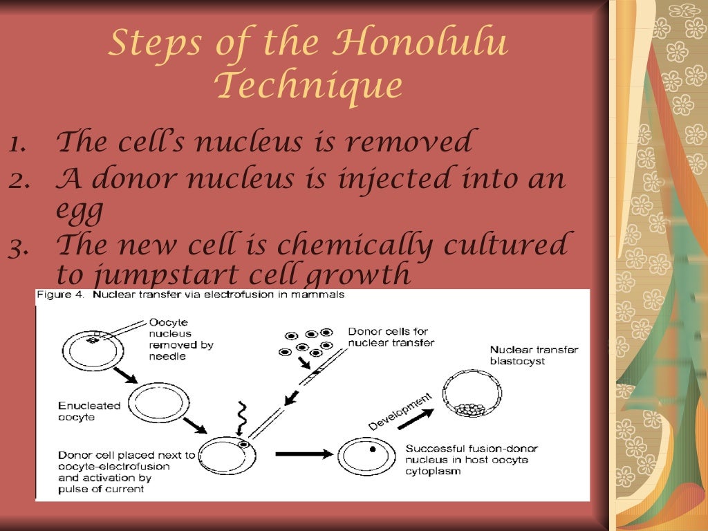 Honolulu cloning technique