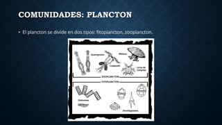Comunidades: Plancton, fitoplancton, zooplancton | PDF