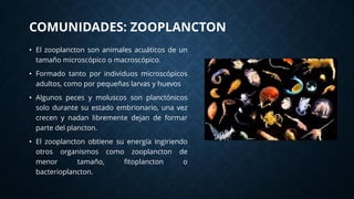 Comunidades: Plancton, fitoplancton, zooplancton | PDF