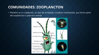 Comunidades: Plancton, fitoplancton, zooplancton | PDF