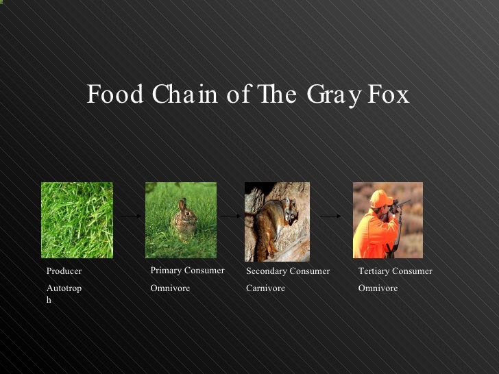 Gray Fox Food Chain Gray Fox Food Chain