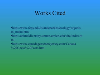 Works Cited http://www.fcps.edu/islandcreekes/ecology/organism_menu.htm http://animaldiversity.ummz.umich.edu/site/index.html http://www.canadageesenewjersey.com/Canada%20Geese%20Facts.htm 